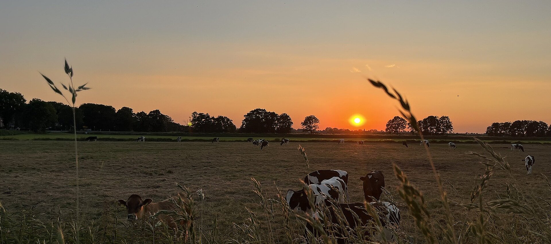Wiese mit Kühe in der Abenddämmerung und Sonnenuntergang  