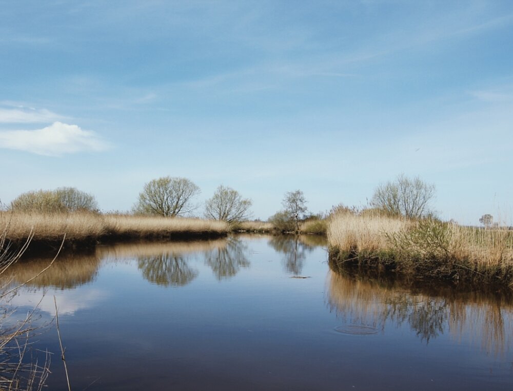 Ruhiger Fluss mit Spiegelung von Bäumen im Wasser. Umgeben von Schilf und blauem Himmel.